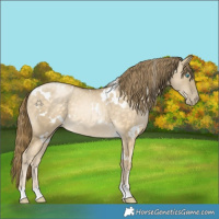 Horse Color:White Spotted Buckskin Pearl Dun Rabicano 