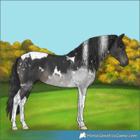 Horse Color:White Spotted Black Tobiano 