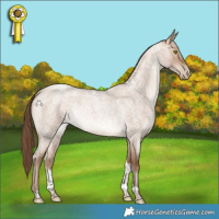 Horse Color:Brown Roan Pearl Dun Tobiano Rabicano