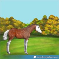 Horse Color:Silver Bay Splash 