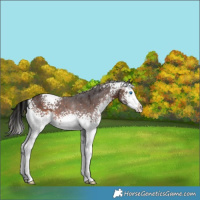 Horse Color:White Spotted Silver Brown Splash 