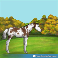 Horse Color:Gray White Spotted Bay Splash 