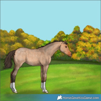 Horse Color:Bay Roan Dun Brindle