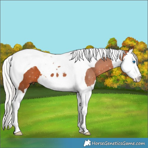 Horse Color:Silver Bay Splash Tobiano 