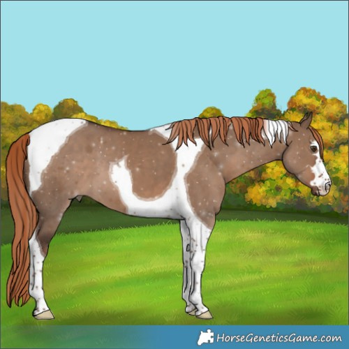 Horse Color:Liver Red Dun Tobiano 