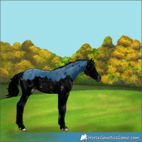 Horse Color:ERROR: UNKNOWN ANOMALY