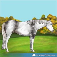 Horse Color:Gray White Spotted Silver Brown Splash 