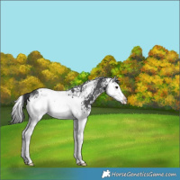 Horse Color:White Spotted Black Splash