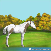 Horse Color:Gray Buckskin Dun Splash Tobiano 