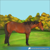 Horse Color:Bay 