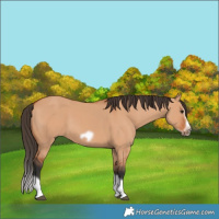 Horse Color:Bay Dun Splash Frame 