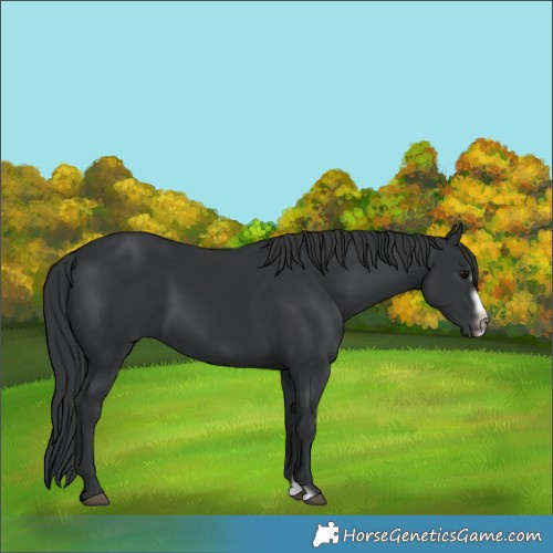 Horse Color:Black Splash Frame 