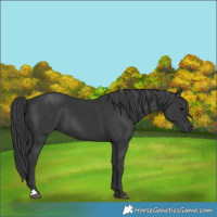 Horse Color:Black 
