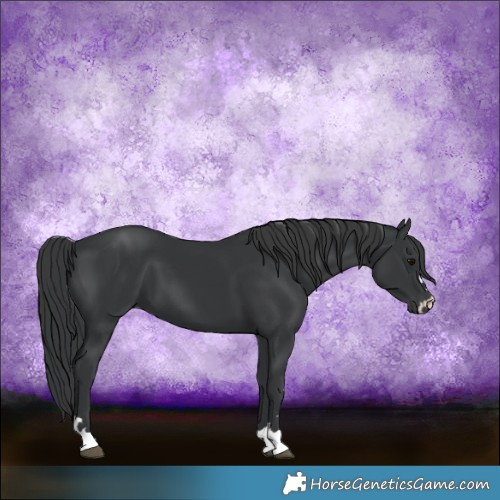 Horse Color:Black 