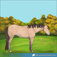 Horse Color:Amber Champagne Rabicano 