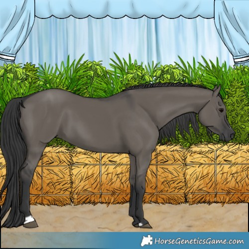 Horse Color:Grullo Sabino Rabicano 