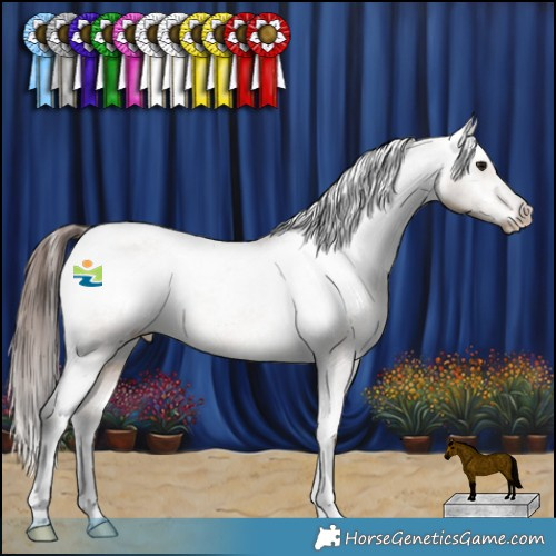 Horse Color:Brown Dun Appaloosa Rabicano 