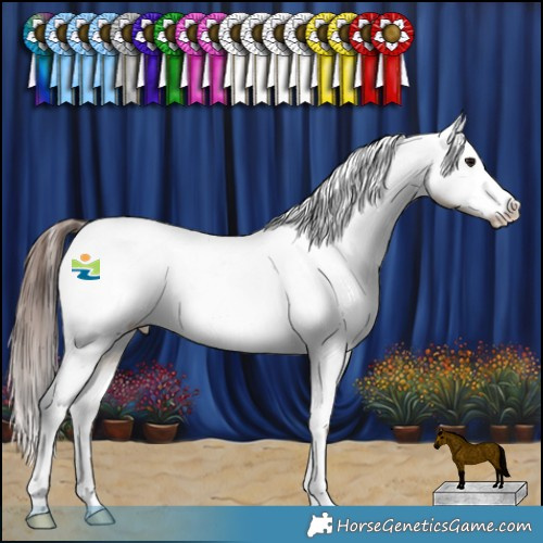 Horse Color:Brown Dun Appaloosa Rabicano 