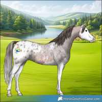 Horse Color:Bay Roan Splash Appaloosa 