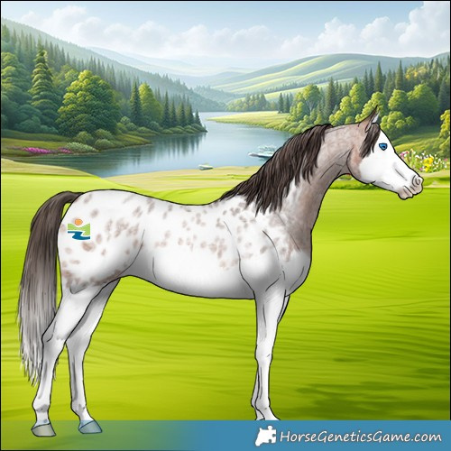 Horse Color:Bay Roan Splash Appaloosa Rabicano 