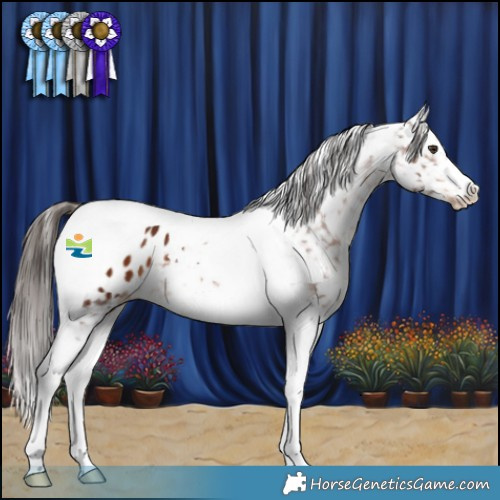 Horse Color:Liver Chestnut Tobiano Appaloosa 
