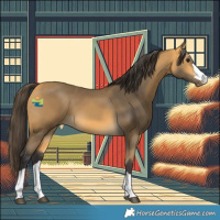 Horse Color:Buckskin 