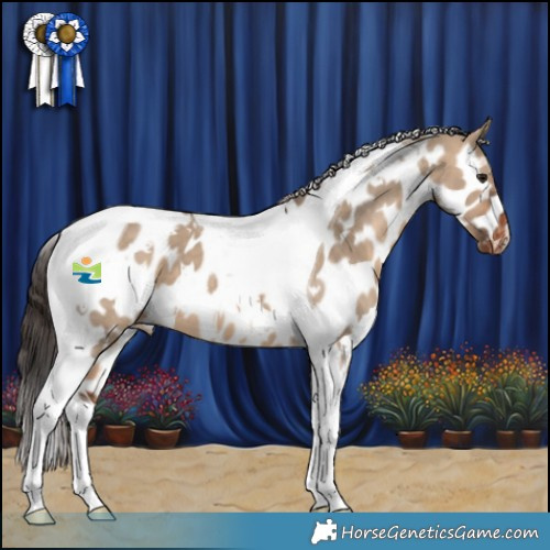 Horse Color:White Spotted Bay Dun Tobiano Appaloosa 