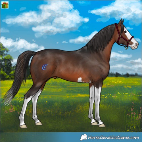 Horse Color:Brown Splash 