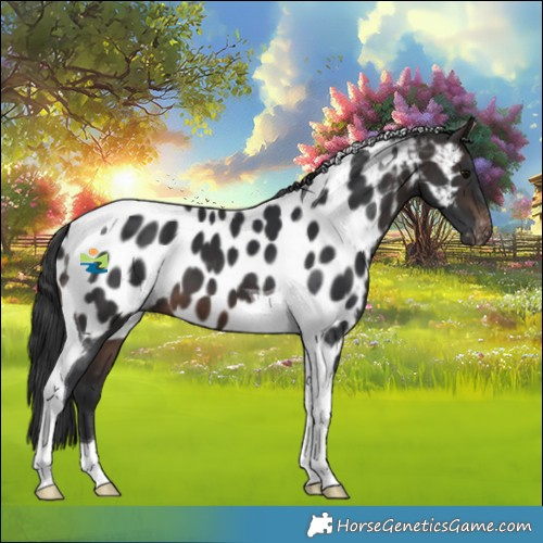 Horse Color:Brown Tobiano Appaloosa 
