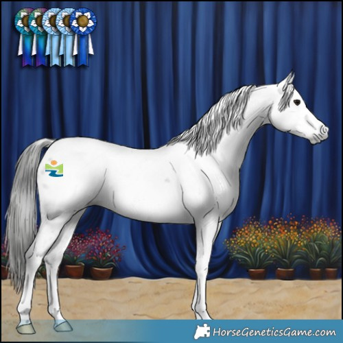 Horse Color:Gray Black Tobiano Appaloosa Rabicano 