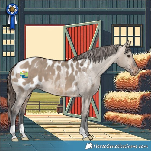 Horse Color:Bay Dun Appaloosa 