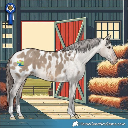 Horse Color:Bay Dun Appaloosa 