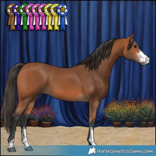 Horse Color:Bay Sabino 