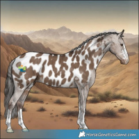 Horse Color:Liver Red Dun Appaloosa Brindle 