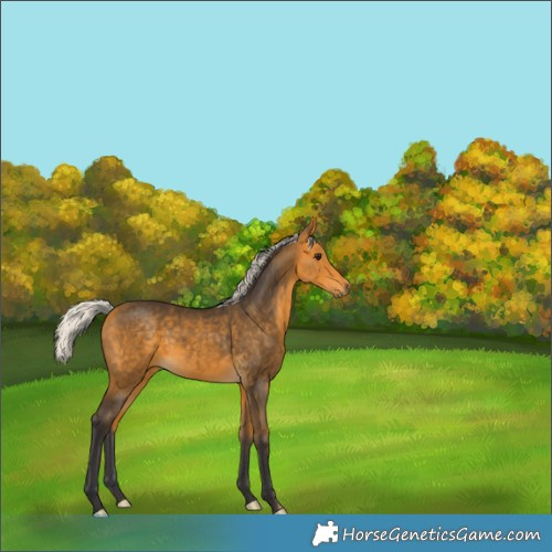 Horse Color:Silver Buckskin 