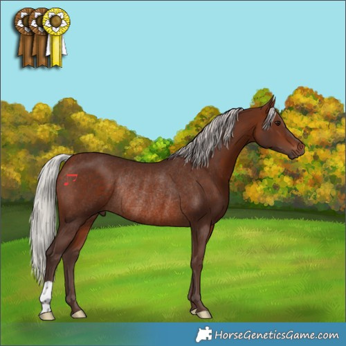 Horse Color:Silver Brown Rabicano 