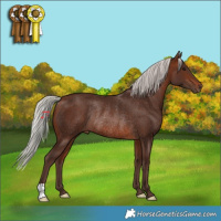 Horse Color:Silver Brown Rabicano 