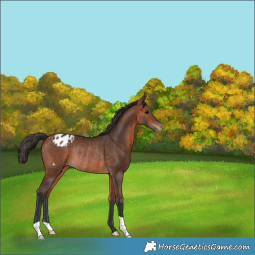 Horse Color:Bay Varnish Rabicano 