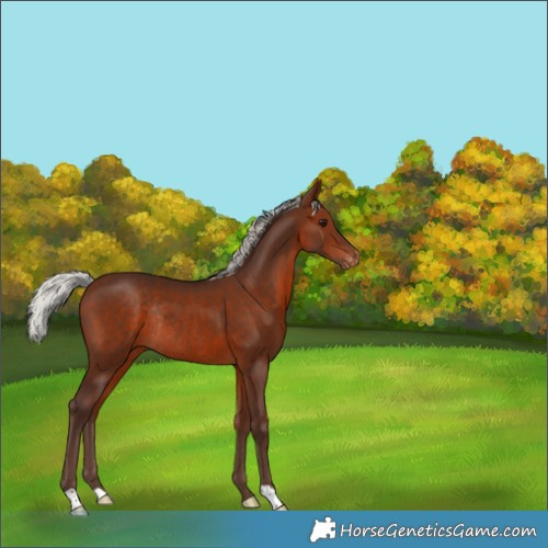 Horse Color:Silver Brown Appaloosa Rabicano 