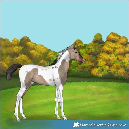 Horse Color:Brown Dun Tobiano 