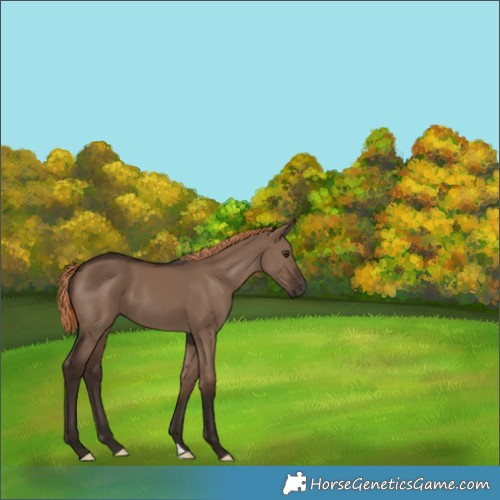 Horse Color:Liver Red Dun 