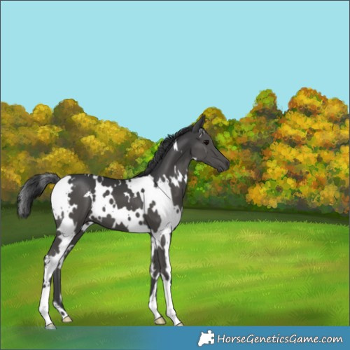 Horse Color:White Spotted Black 