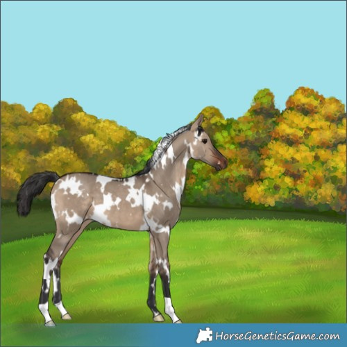Horse Color:White Spotted Brown Dun 