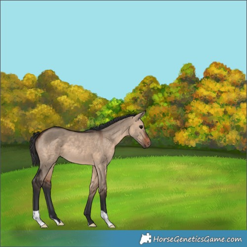 Horse Color:Brown Dun 