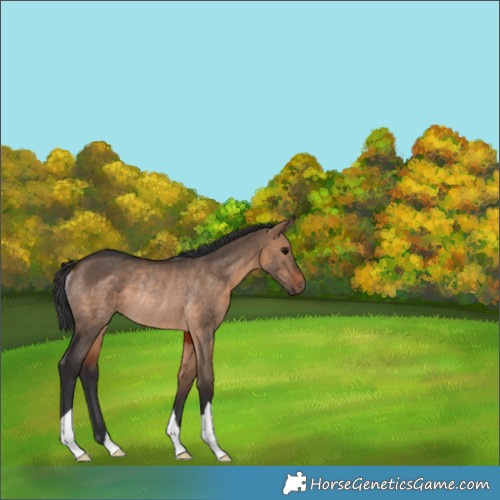 Horse Color:Brown Dun Rabicano 