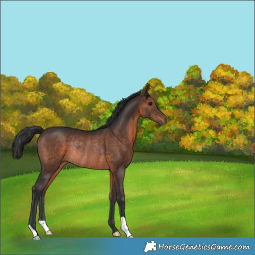 Horse Color:Brown Rabicano 
