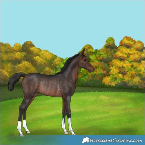 Horse Color:Brown Rabicano 