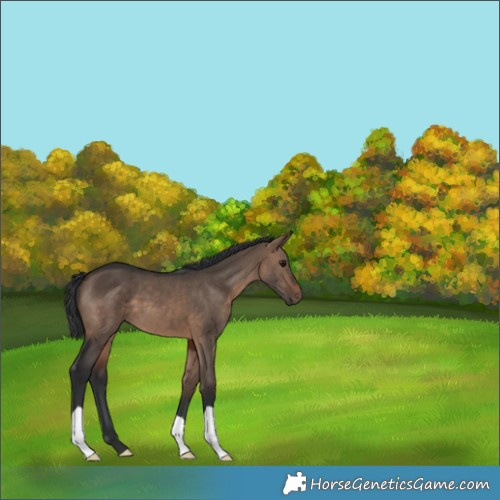 Horse Color:Brown Dun 