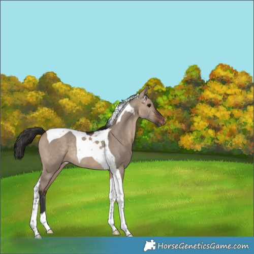 Horse Color:Brown Dun Tobiano Appaloosa Rabicano 