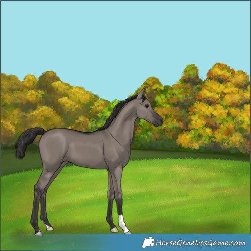 Horse Color:Smoky Grullo 